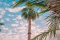 Low angle closeup shot of palm trees under a blue cloudy sky Royalty Free Stock Photo