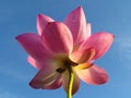 Low angle closeup shot of pink lotus petals on a blue sky background Royalty Free Stock Photo