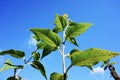 Low angle shot of a yellow flower on the plant with green leaves with the sky in the background Royalty Free Stock Photo