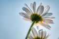Low angle closeup shot of a white chamomile flower under a sunny beautiful blue sky Royalty Free Stock Photo