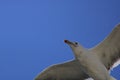 Low angle closeup shot of a white gull flying in the blue sky Royalty Free Stock Photo