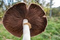 Low-angle closeup of a two-spored Champignon 
 in a natural outdoor setting Royalty Free Stock Photo