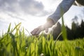 Low angle closeup view of female hand gently stoking green young wheat Royalty Free Stock Photo