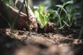 Low angle closeup view of female hands planting green salad seedling in a home garden Royalty Free Stock Photo