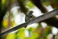 Low angle of a common cactus finch (Geospiza scandens) sitting on steel wire on blurred background