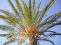 Low angle of a date palm tree against the blue sky Royalty Free Stock Photo