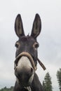Low angle of a donkey with a gloomy sky background Royalty Free Stock Photo