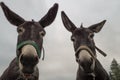 Low angle of donkeys with a gloomy sky background Royalty Free Stock Photo