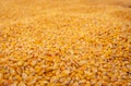 Endless Corn Kernel Harvest, Low Angle Royalty Free Stock Photo