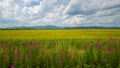 Low-angle of an endless wheat field, mountains and cloudy sky background Royalty Free Stock Photo