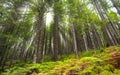 Low angle of a forest landscape with sunlight through the tall evergreen pine trees in the Ardennes of Belgium.