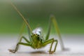 Low angle front closeup portrait of a great green bush cricket with soft background