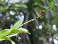 Low angle front face view of a female Crimson tailed marsh hawk dragonfly Royalty Free Stock Photo