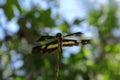 Low angle front view of a common picture wing (Furthermost Variegata) dragonfly perched on the tip of a dead stem Royalty Free Stock Photo