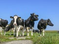 Low-angle frontal view of four cows standing side by side in the sun, on the grass, below a blue sky.