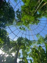Low angle of the glass ceiling in a botanical garden displaying beautiful green plants