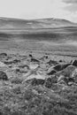 Low-angle grascale of an Aragats mountain covered with grass and stones in spring, Armenia Royalty Free Stock Photo