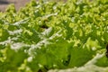 Low Angle Green Lettuce Leaves in Farm