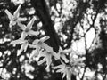 Low angle greyscale shot of beautiful dendrobium flowers with tree branches in blurred background Royalty Free Stock Photo