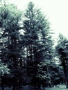 Low angle greyscale shot of beautiful fir trees during daytime Royalty Free Stock Photo