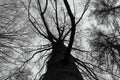 Low angle greyscale shot of a tall dry tree Royalty Free Stock Photo