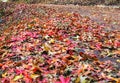 From a low angle, the ground is covered with beautiful bright red, yellow and green maple leaves Royalty Free Stock Photo