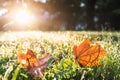 Low angle ground view scenery multicoloroed bright vibrant maple first fallen dry leaves green grass lawn at house yard Royalty Free Stock Photo