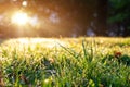 Low angle ground view scenery multicoloroed bright vibrant maple first fallen dry leaves green grass lawn at house yard Royalty Free Stock Photo