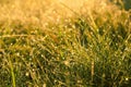 Low angle ground view on yellow, green grass with dew drops in sunlight on a autumn meadow. Bright, vibrant, multicoloroed scenery Royalty Free Stock Photo