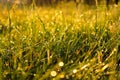 Low angle ground view on yellow, green grass with dew drops in sunlight on a autumn meadow. Bright, vibrant, multicoloroed scenery Royalty Free Stock Photo