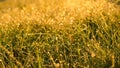 Low angle ground view on yellow, green grass with dew drops in sunlight on a autumn meadow. Bright, vibrant, multicoloroed scenery Royalty Free Stock Photo