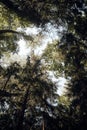 A low angle of a group of pine trees