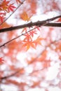 Low angle of the growing beautiful Japanese red maple tree leaves on the branches in autumn Royalty Free Stock Photo