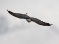 Low-angle of gyrfalcon flying over cloudy and gloomy sky