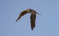 Low-angle of gyrfalcon flying over cloudy and gloomy sky