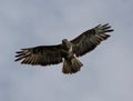 Low-angle of gyrfalcon flying over cloudy and gloomy sky