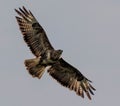 Low-angle of gyrfalcon flying over cloudy and gloomy sky