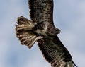 Low-angle of gyrfalcon flying over cloudy and gloomy sky