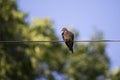 Low angle horizontal view of pretty mourning dove perched on wire in dappled light