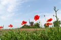 Low angle image with poppies and a wimdmill