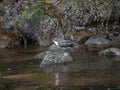 White-throated dipper, Cinclus cinclus. Urban nature, river, Scotland