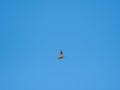 Low angle of a Little Ringed Plover (Charadrius dubius) bird hovering in the blue sky Royalty Free Stock Photo