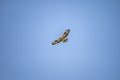 Low angle long shot of an eagle flying in the sky Royalty Free Stock Photo