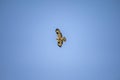 Low angle long shot of an eagle flying in the sky Royalty Free Stock Photo