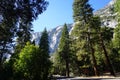 Low-angle of Lorentz national park view with trees and rocky cliffs sunlit clear sky background Royalty Free Stock Photo
