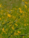 Low angle macro of bright yellow buttercup flowers - Ranunculus bulbosus Royalty Free Stock Photo