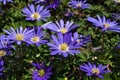 Anemone blanda, Balkan anemone, Grecian windflower or winter windflower with purple blue flowers Royalty Free Stock Photo