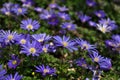 Anemone blanda, Balkan anemone, Grecian windflower or winter windflower with purple blue flowers Royalty Free Stock Photo