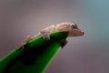 Low angle macro closeup shot of a tiny brown gecko sitting on a green leaf Royalty Free Stock Photo