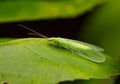 Golden-eyed fly